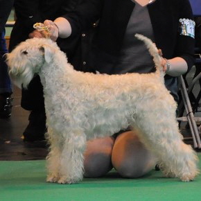 09-03-2017 4ter Platz OpenClass Crufts