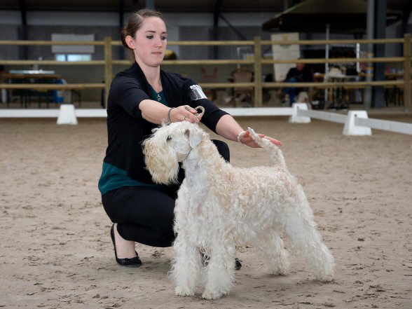 Ballyhara's Yulie  Briankeen  EX 1  res.Beste Hndin