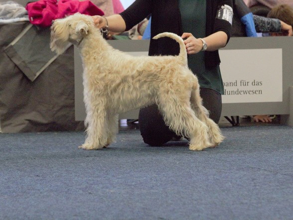 Ballyhara's Brianda Bealtaine Bundesjugendsiegerin '17 und Jugendchampion NL